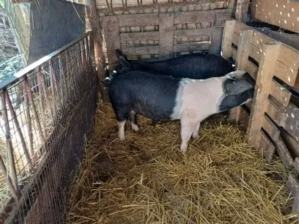 Schweine (Partie, Geschlecht nicht angegeben), Schweine