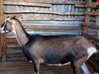 बकरियाँ (लॉट, लिंग निर्दिष्ट नहीं), Nubian Goat — फ़ोटो 1