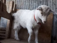 Goats (batch, sex not specified), Saanen goat — photo 3