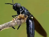 Black Soldier Fly Larvae, Eggs, Pupae,Bsf Net,Seive — photo 1