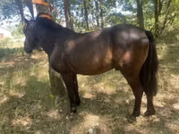 Horse (M), Indian half-bred — photo 1