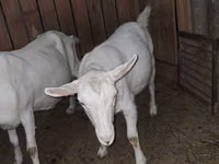 Cabra, Saanen goat — foto 2