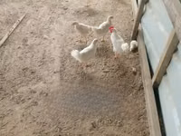 Chickens — photo 3
