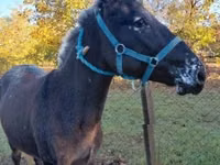 Mare, Mule — photo 2