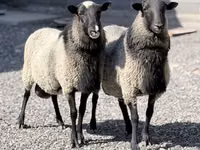 Carnero, Romanov sheep — foto 1