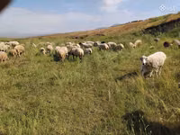 نعجة, Balbas sheep — الصورة 2