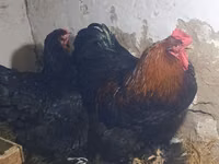 Brahma — Foto 2