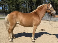 Yegua, Haflinger — foto 2