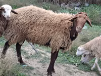 كبش, الأغنام — الصورة 4
