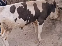 Bull, Red-spotted breed — photo 1