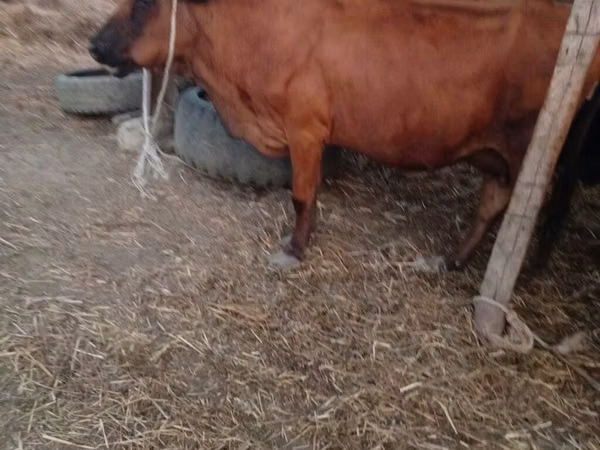 Cow, Cattle
