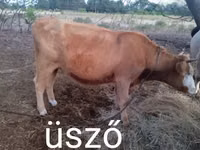 Cow, Hungarian Grey breed — photo 1