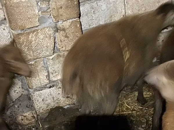 Ram, Shirvan sheep