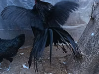 سوماترا — الصورة 4