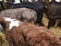 Cattle (batch, sex not specified), Cattle — photo 3