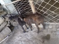 Cabro, Cabras — foto 4