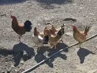 Chickens — photo 1