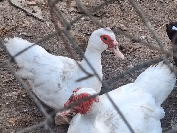 Domestic Muscovy