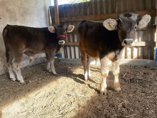 Rinder (Partie, Geschlecht nicht angegeben), Swiss cattle