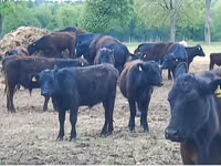 Toro, Aberdeen-Angus — foto 7