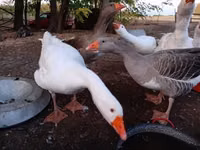 Graue und graugescheckte dänische Gans — Foto 2