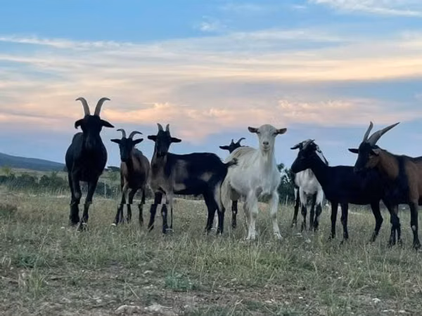 Goats (batch, sex not specified), Alpine goat
