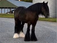 حصان, Gypsy horse — الصورة 7