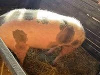 Säue, Schweine — Foto 3