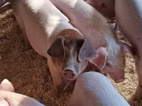 Schweine (Partie, Geschlecht nicht angegeben), Schweine — Foto 8
