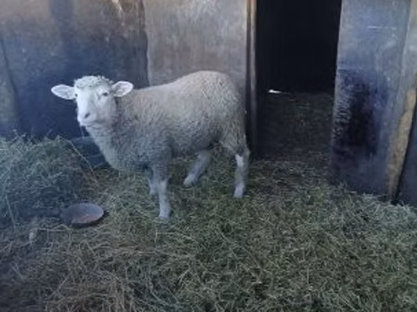 公羊, Ile-de-France sheep