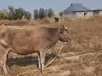 Cow, Latvian Blue cattle — photo 3