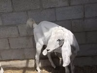 बकरी, Beetal goats — फ़ोटो 3