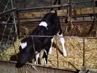 Cow, Russian Black pied cattle — photo 1