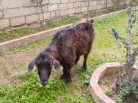 Goat, Goats — photo 3