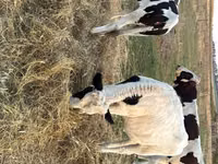 Vaca, Ganado vacuno — foto 2