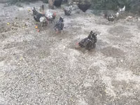 澳洲黑 — 照片 1