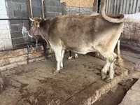 गाय, अलाताऊ नस्ल — फ़ोटो 1