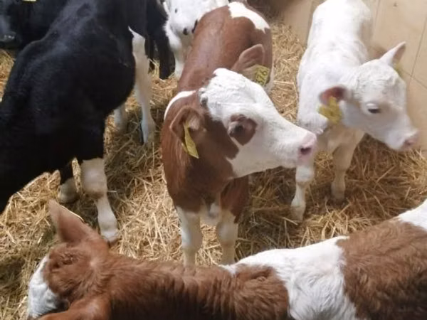 Bovinos (lote, sexo no especificado), Simmental cattle