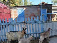 عنزة, الماعز — الصورة 3