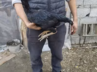 Australian Pit Game fowl — Foto 2