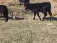 Bulle, Swiss cattle — Foto 3