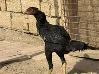 Chickens — फ़ोटो 2