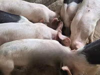 Pigs (batch, sex not specified), Pigs — photo 5