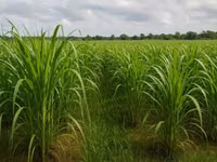 Napier Grass for Goat, Sheep's, Catle, Rabit, Grasscuter Etc — फ़ोटो 3