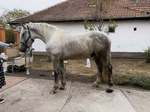 Horse (M), Horses