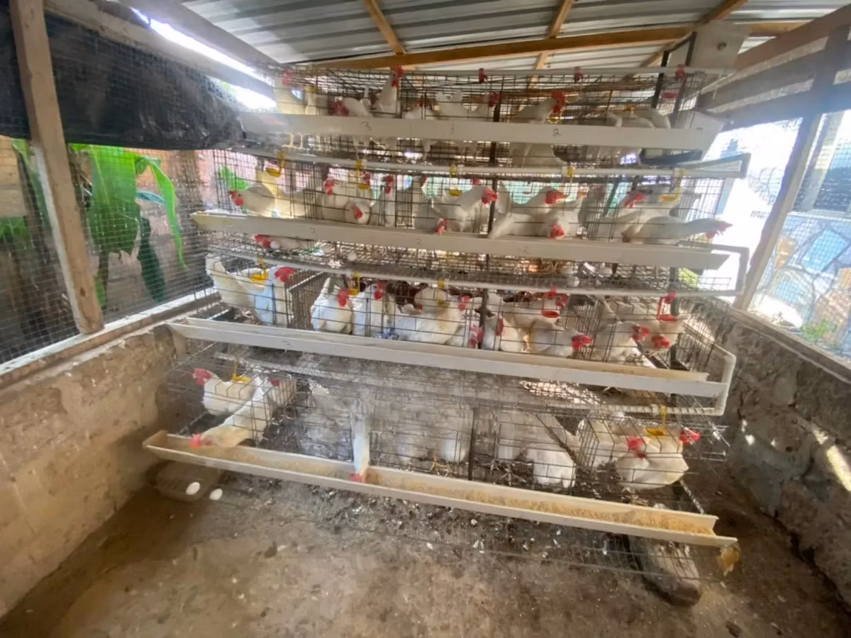 Used Battery Cages