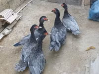 pato criollo doméstico — foto 2