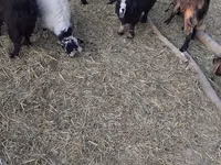 Goats (batch, sex not specified), Goats — photo 1
