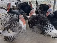 Turkeys — photo 1