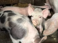 Schweine (Partie, Geschlecht nicht angegeben), Schweine — Foto 1